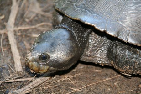 Pig Nosed oder Saw Toothed Turtle ???