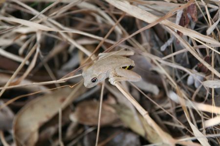 Frosch mit Signalhaxen
