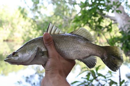 Kleiner Barra, fast wie ein Zander