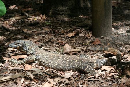 Goanna