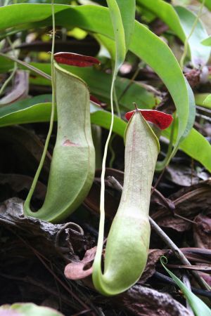 Pitcherplant