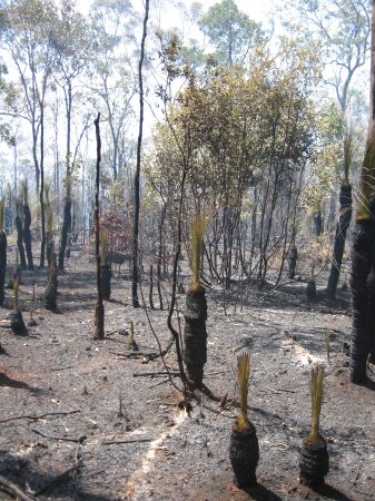 Verkohlte Grastrees mit gruenem Schopf
