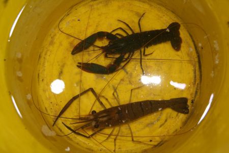 Yabbie und Cherubin