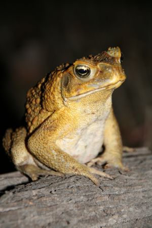 Bufo bufo