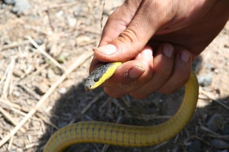Yellow bellied blake snake?