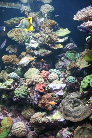 ... im Reef HQ