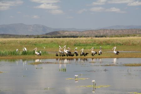 Pelikane im Wetlands Drive-In