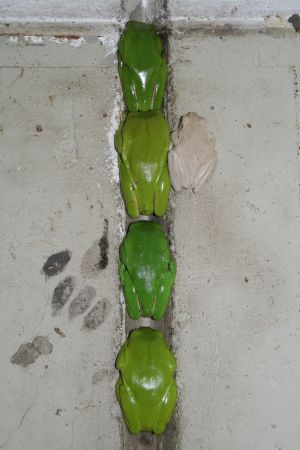 Tree-Frogs - einer tanzt immer aus der Reihe