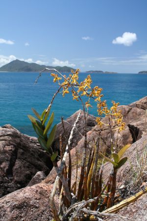 Orchidee am Strand