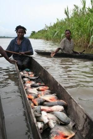 Einbaum voller Piranhas