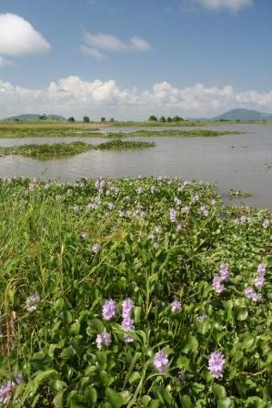 Wasserhyazinthen ueberall