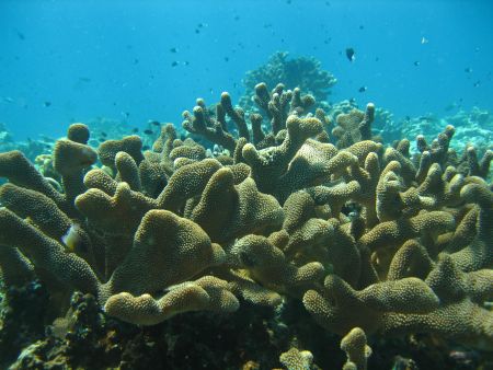 Gute Sicht im Korallenmeer