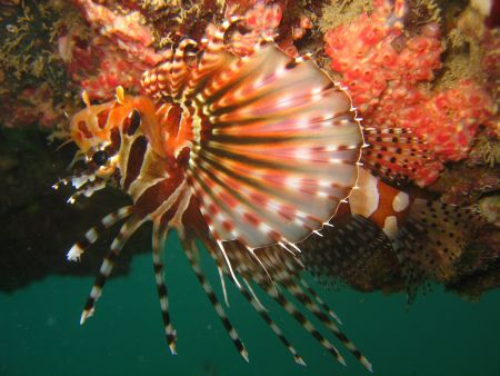 Rotfeuerfisch