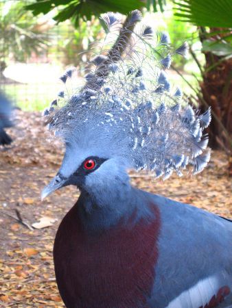 Victoria Crowned Pigeon, die groesste Taubenart der Welt?