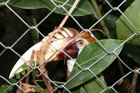 Hornbill
