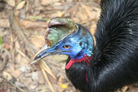 Behelmter Laufvogel