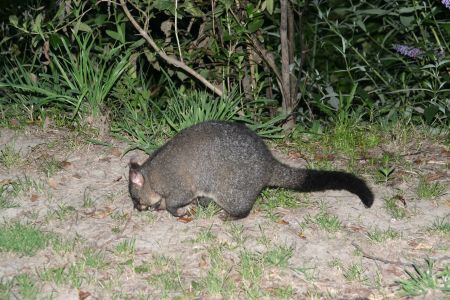 Ein Opposum, wie mans selten sieht