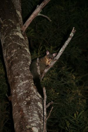 ... noch ne kleine Beutelratte, statt dem erhofften Kiwi