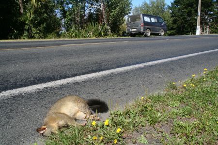 ... und so sieht man die Viecher am haeufigsten, und so haben sie die Neuseelaender auch am liebsten - run over!