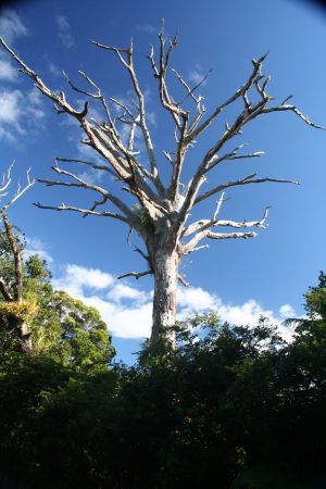 Kauri-Skelett