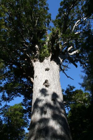 Tane Mahuta - Herr des Waldes, 2000 Jahre alt, 16,5 m Umfang.