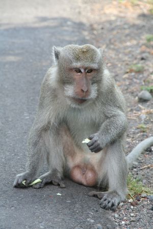 Grey Monkeys sitzen am Strassenrand und prahlen mit ihren Kloeten