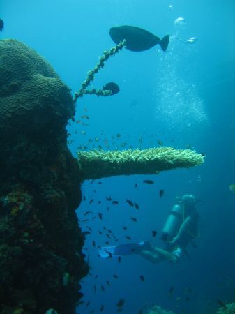 Tischkoralle und Doktorfisch