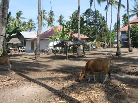 Gili Air - Kuehe unter Kokospalmen