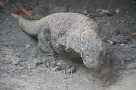 ausgewachsener Komodowaran