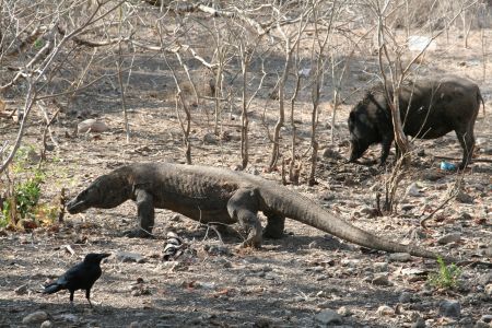 hier hatte der Drache Respekt vor dem Schwein und die Kraehe hatte Respekt vor niemandem