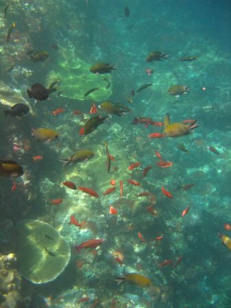 Fischsuppe