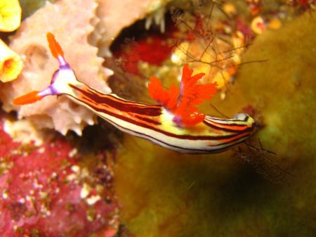 farbenfrohe Nacktschnecke
