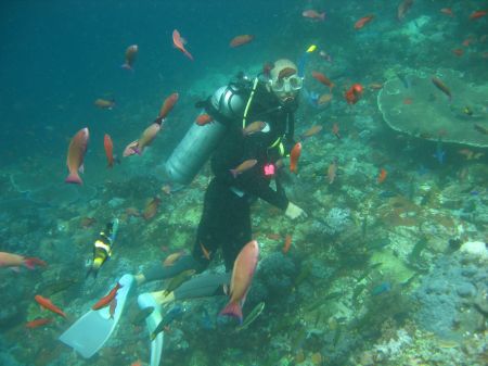 von Fischen umzingelt