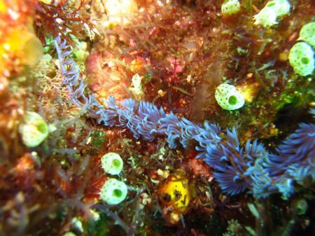 ausgefranste Nacktschnecke