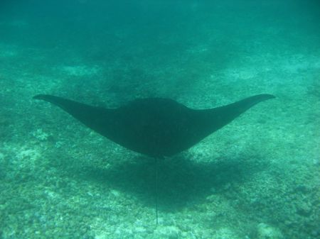 majestaetisch gleiten sie durch die Stroemung die Mantas