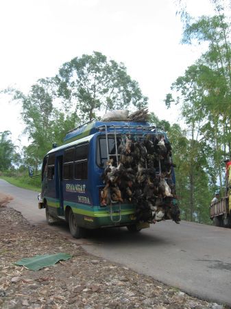 Tiertransport