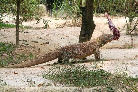 Komodowaranweibchen mit grossem Appetit