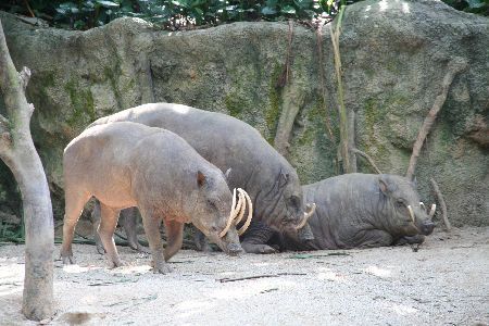 Babirusa, wilde Schweine mit beachtlichen Waffen