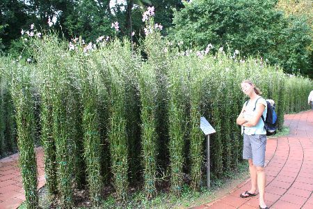 Bluemlein vor Singapurs Nationalorchidee
