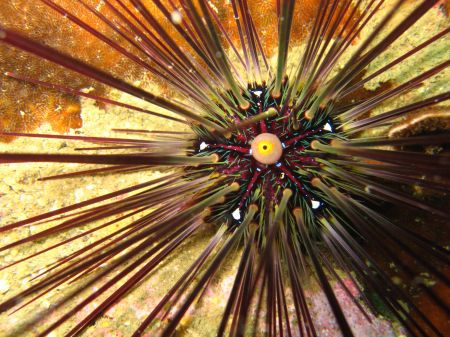 Diademseeigel