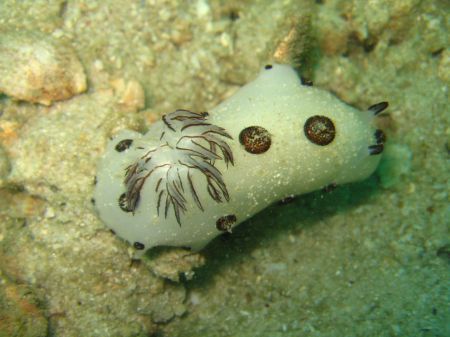 Nacktschnecke mit gewagter Frisur