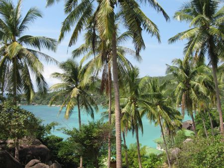 Palmen und tuerkisblaues Meer wie ausm Katalog