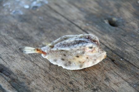 endlich ein Kofferfisch fuer Karin