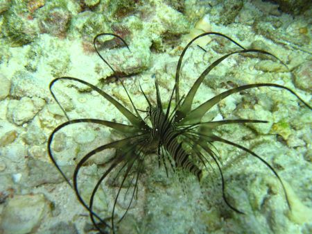Rotfeuerfische schwimmen anmutig aufgefaechert herum