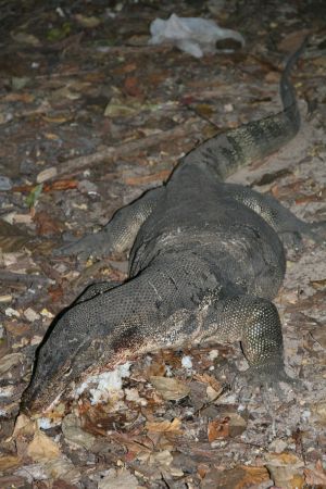 schmatzender Waran