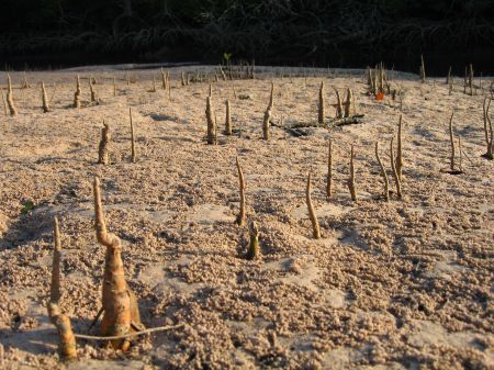 Krabben bilden die feinen Koernchen im Schlamm rund um die Luftwurzeln der Mangroven