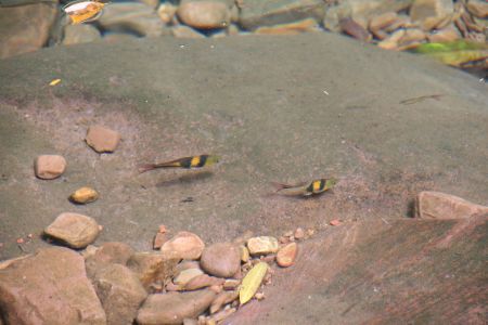 Farbenfrohe Kleinfische tummeln sich im klaren Wasser