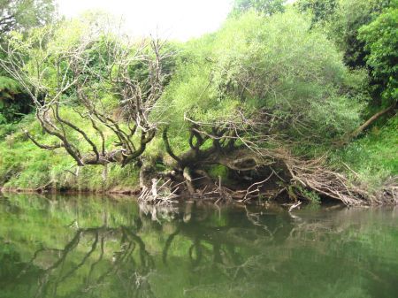 Weide am Flussufer