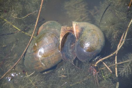 ziemlich dicke Schnecken bleiben hier unbehelligt