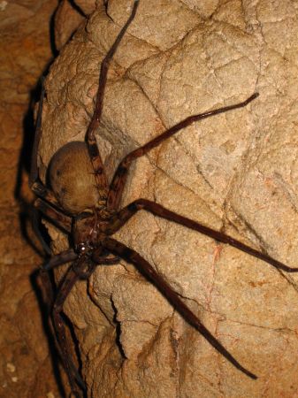 Jagdspinne XXL